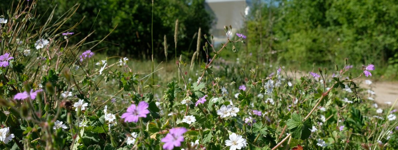 South Yorkshire wants your views on the future of our local nature