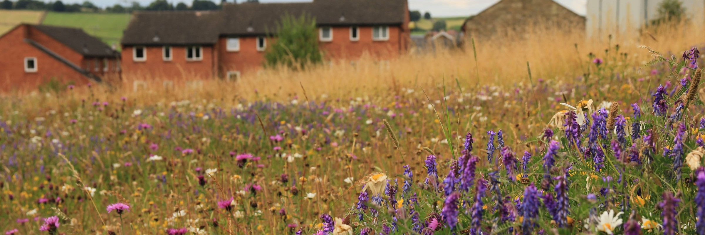 Mayor urges public to help shape strategy for nature recovery across South Yorkshire 